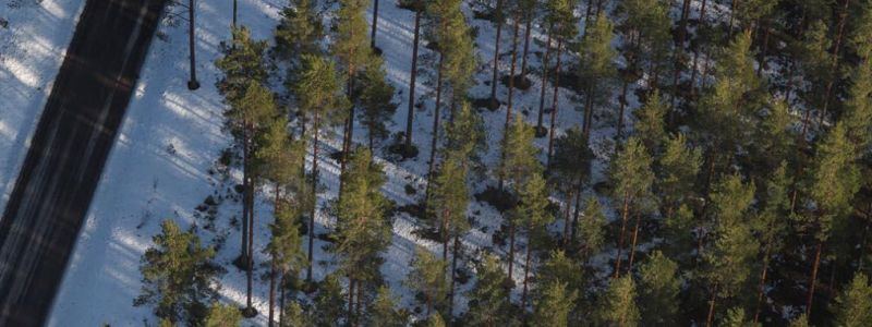 Pegmatite outcrop at Spodumenberget. Photo: Novo Lítio
