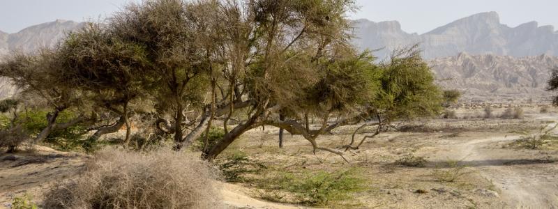 Reko Diq is nestled in the Chagai district of Balochistan, the largest district by area, with close proximity to the Afghanistan and Iran borders. The district is characterized by arid and semi-arid terrain with vast deserts, mountain ranges, and sparse vegetation. Photo: Hasnaintayyab93