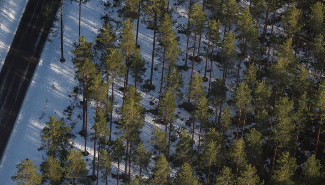 Pegmatite outcrop at Spodumenberget. Photo: Novo Lítio