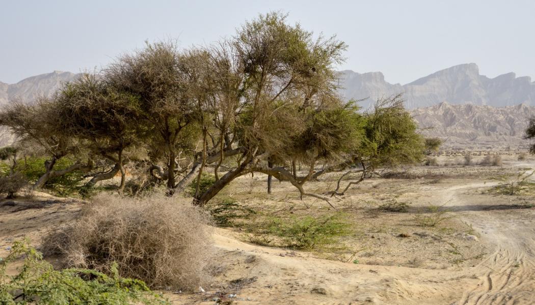 Reko Diq is nestled in the Chagai district of Balochistan, the largest district by area, with close proximity to the Afghanistan and Iran borders. The district is characterized by arid and semi-arid terrain with vast deserts, mountain ranges, and sparse vegetation. Photo: Hasnaintayyab93