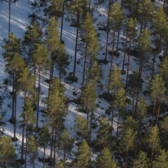 Pegmatite outcrop at Spodumenberget. Photo: Novo Lítio