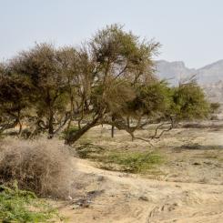 Reko Diq is nestled in the Chagai district of Balochistan, the largest district by area, with close proximity to the Afghanistan and Iran borders. The district is characterized by arid and semi-arid terrain with vast deserts, mountain ranges, and sparse vegetation. Photo: Hasnaintayyab93